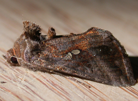 Common Looper